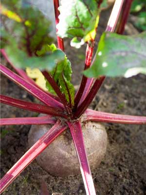 Beet, also known as Beetroot