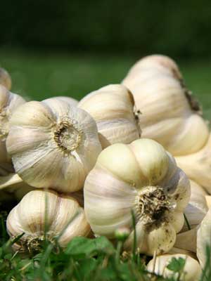 Garlic